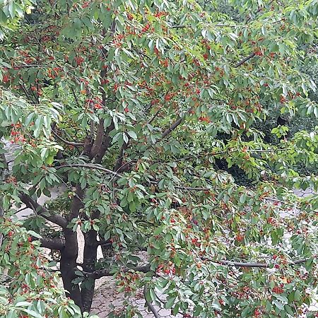 Apartman Popovic Cetinje Apartment Bagian luar foto